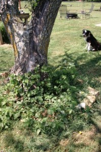 gr cherries and tree small