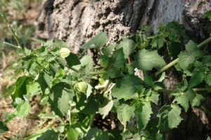 gr cherry fruit small