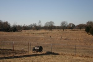 Deer on the fence line